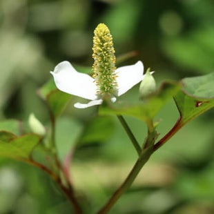 Japanese and Chinese fermented beauty emulsion